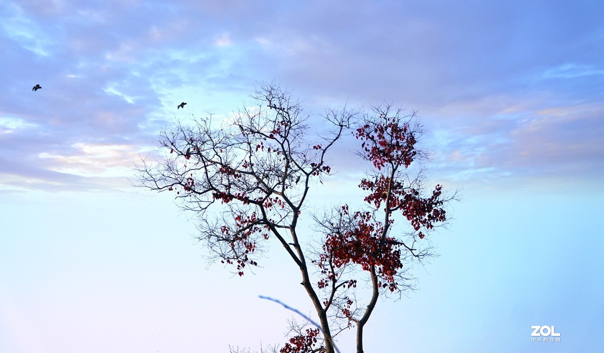 #回顾2019#平平淡淡过一年