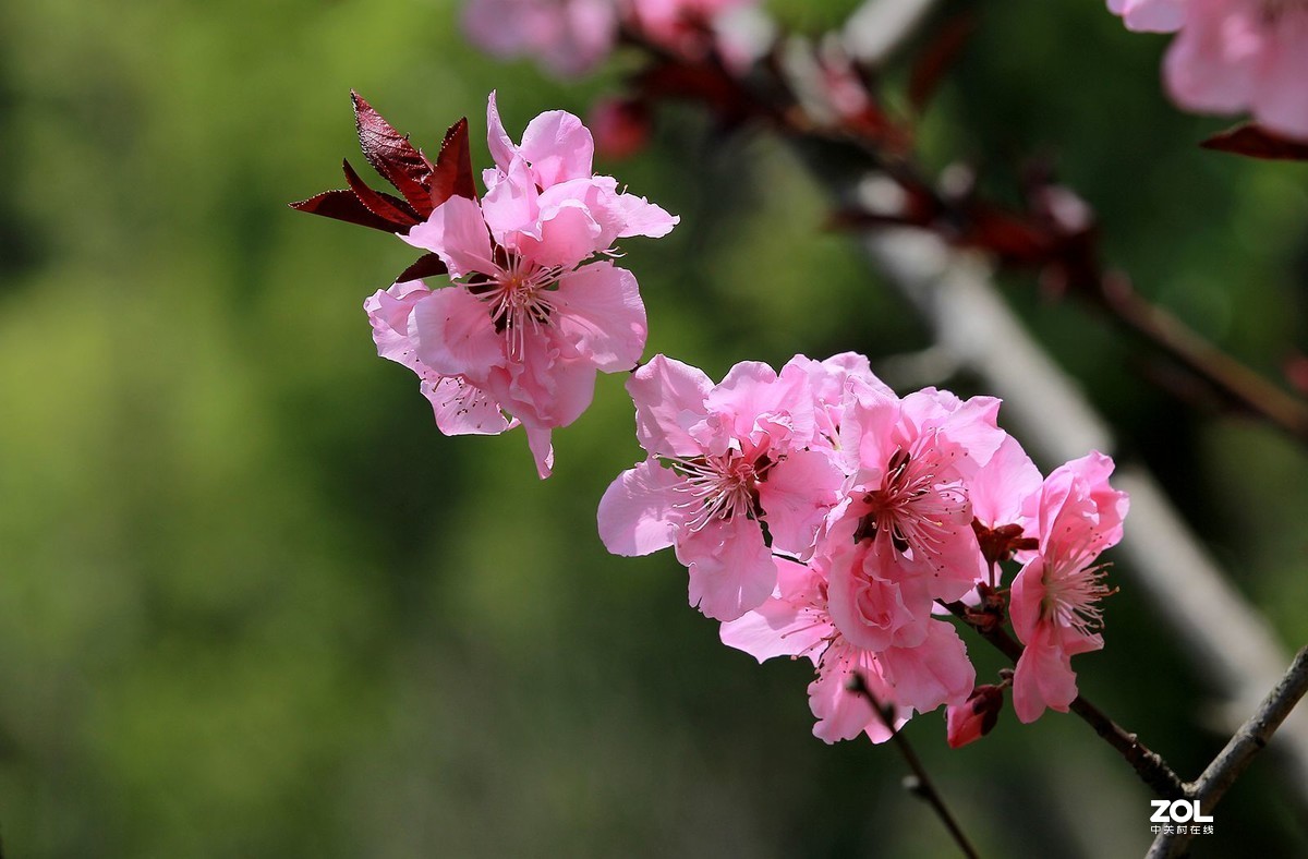 桃花朵朵開7