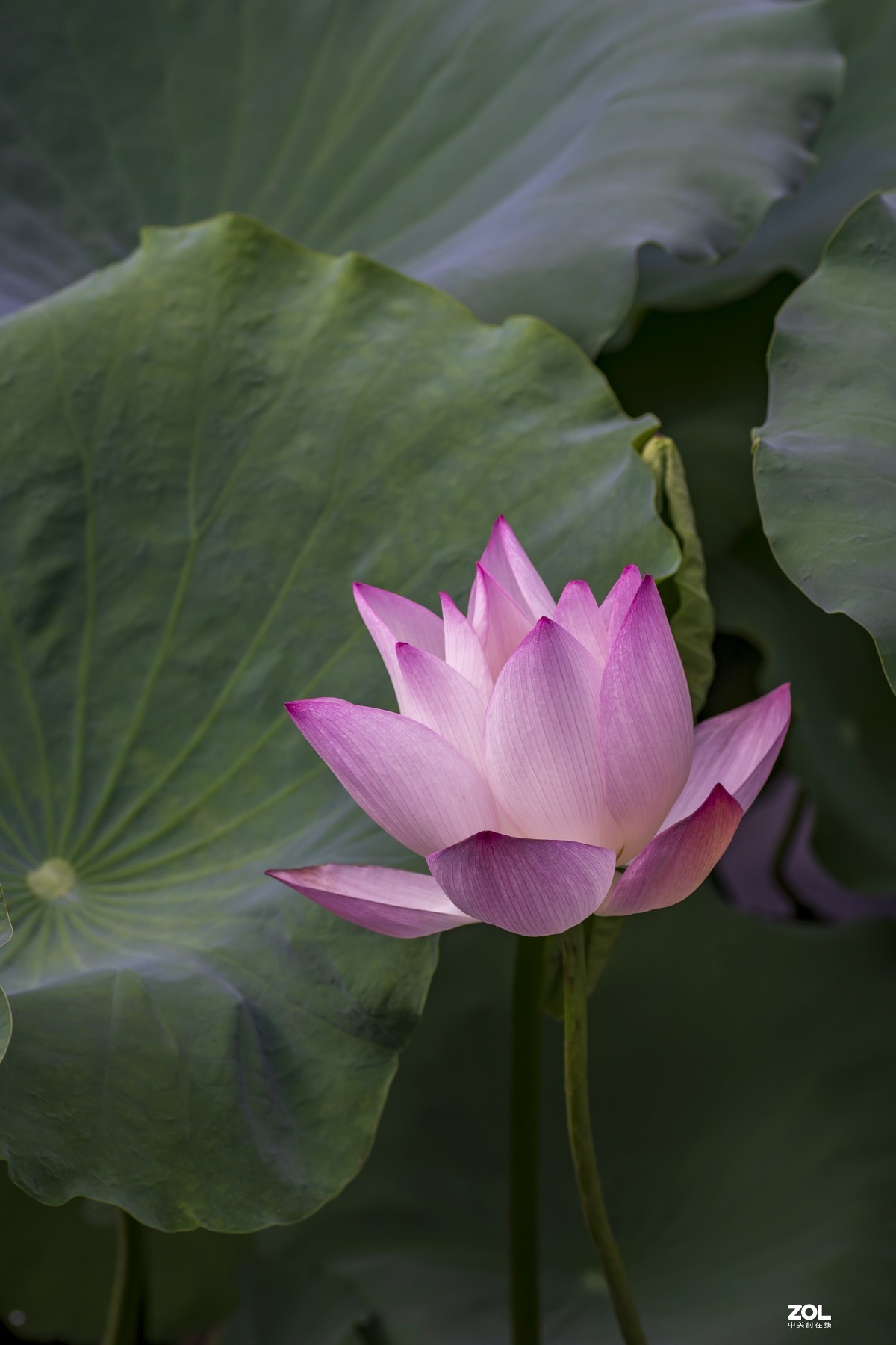 索尼A7M2转接腾龙90mm/f2.8（272）拍荷花