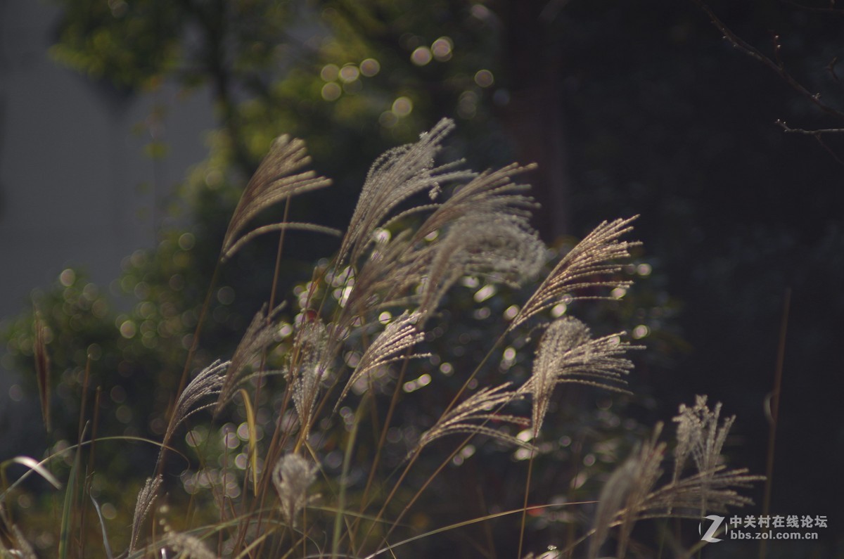 有40年历史，宾得老镜头拍摄，的照片，