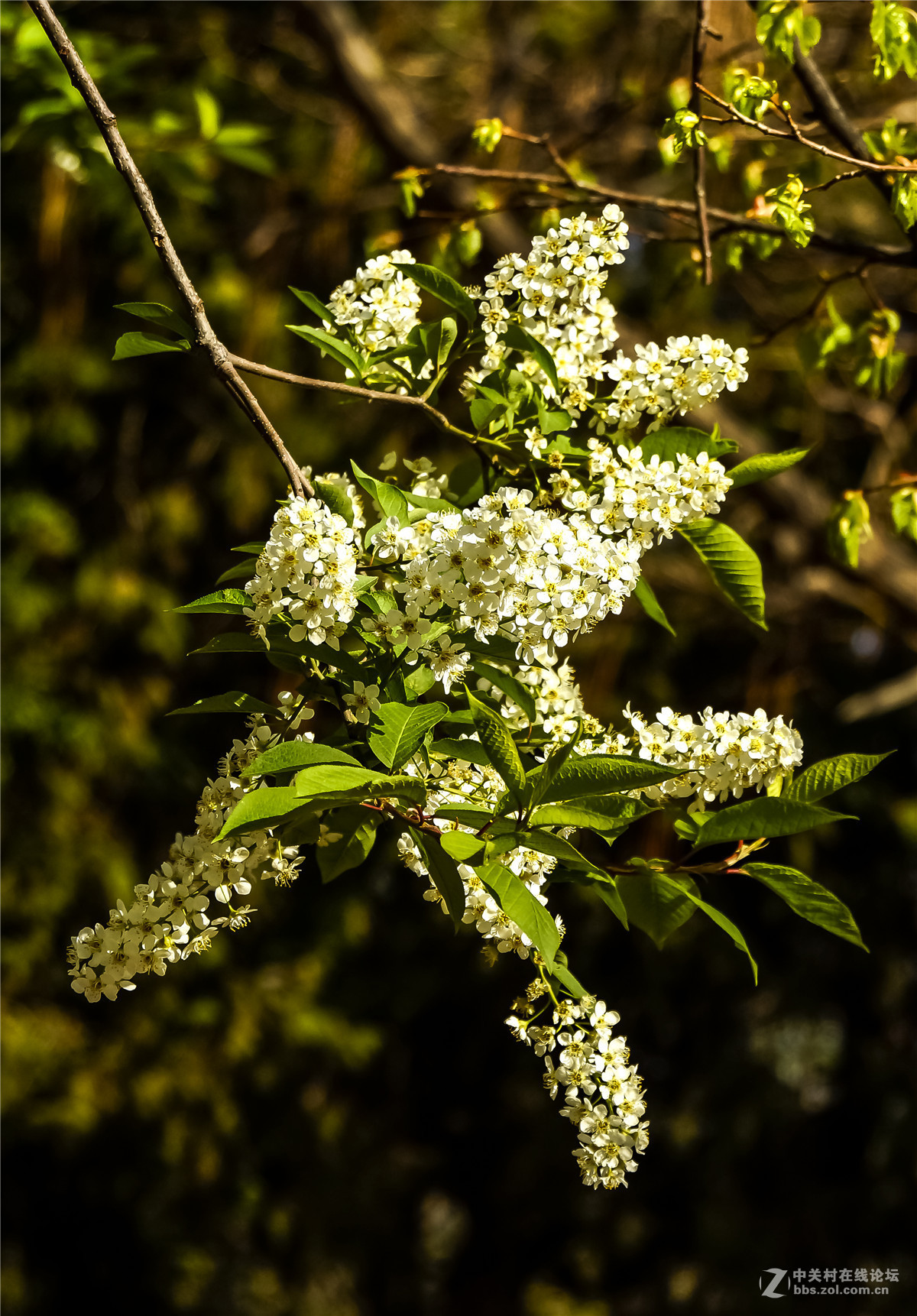 树花-中关村在线摄影论坛