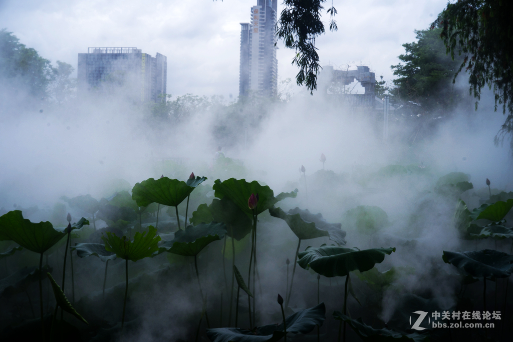 五月荷花香荷日君再来？