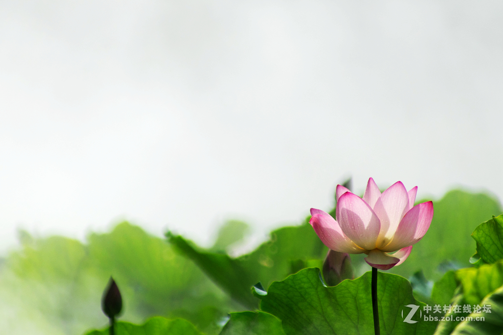 五月荷花香荷日君再来？