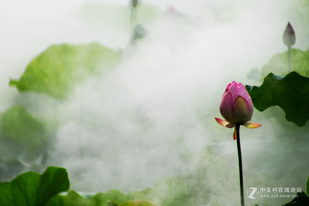 五月荷花香荷日君再来？