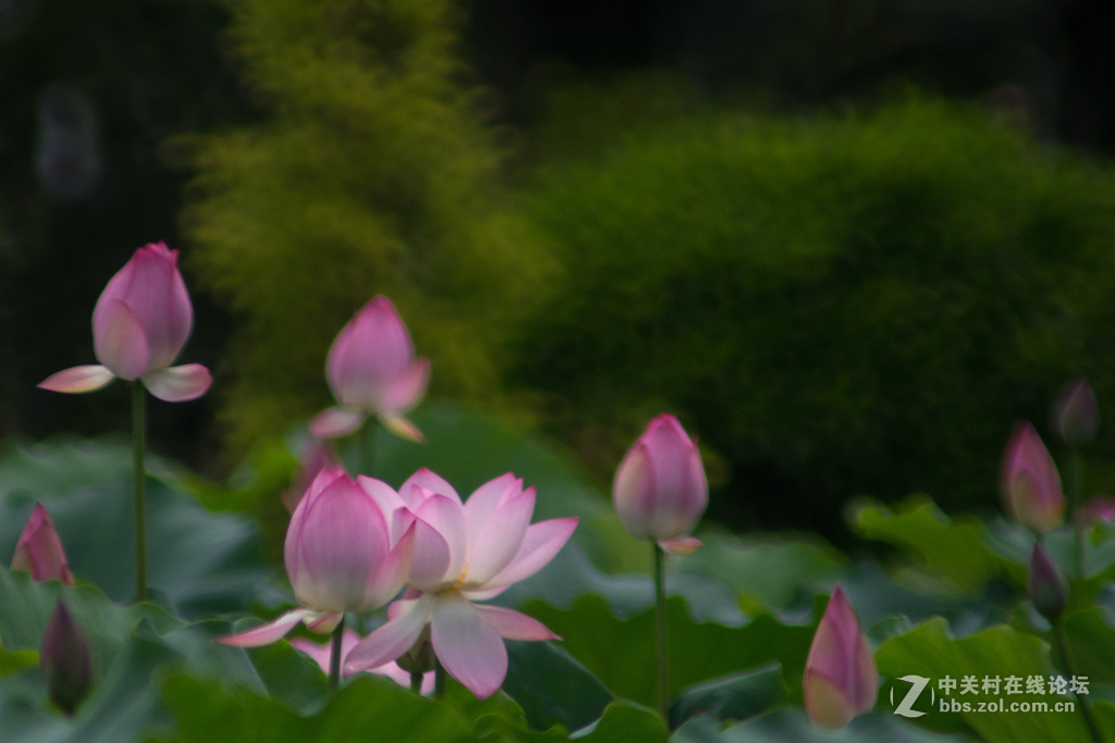 五月荷花香荷日君再来？