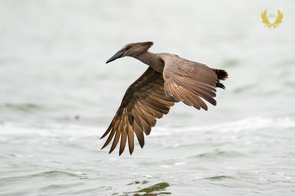 非洲之珠 - 乌干达 之锤头鹳