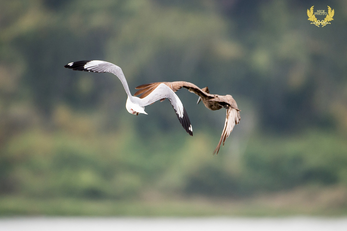 非洲之珠 - 乌干达 之锤头鹳