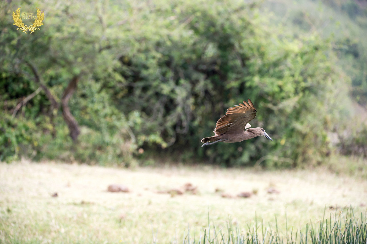 非洲之珠 - 乌干达 之锤头鹳