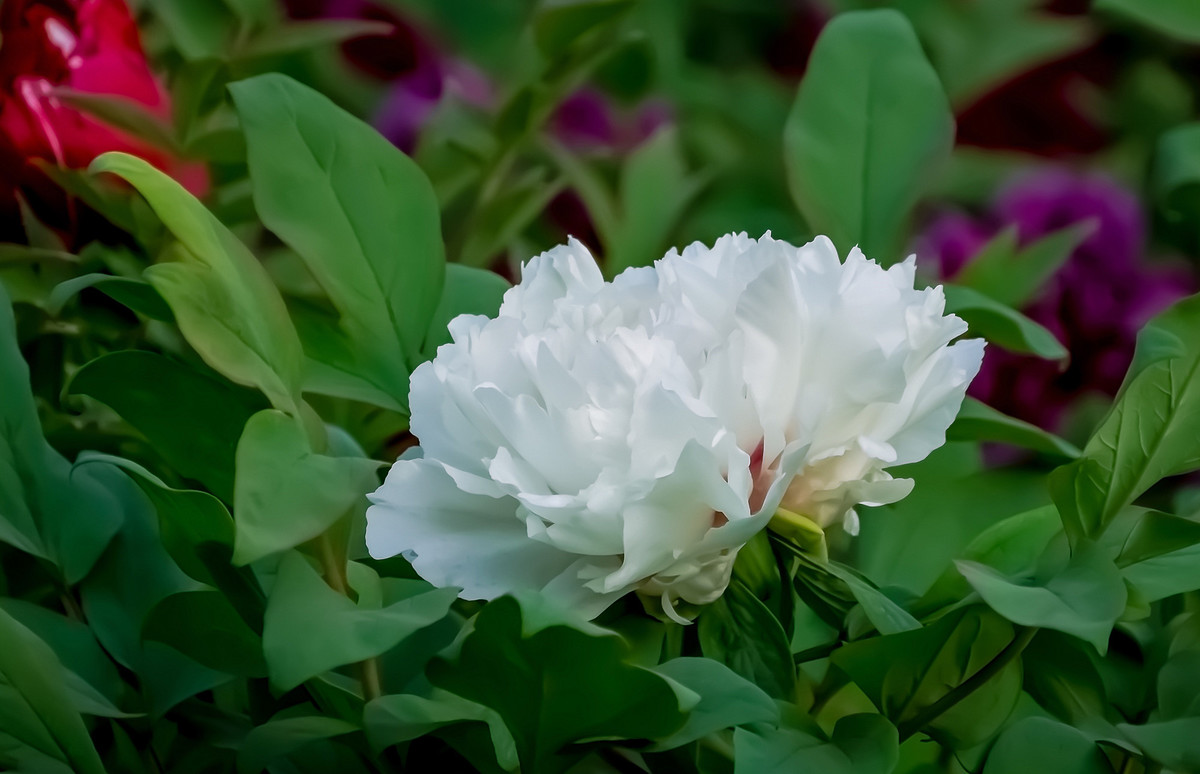 #ZOL月赛-春暖花开# 牡丹花