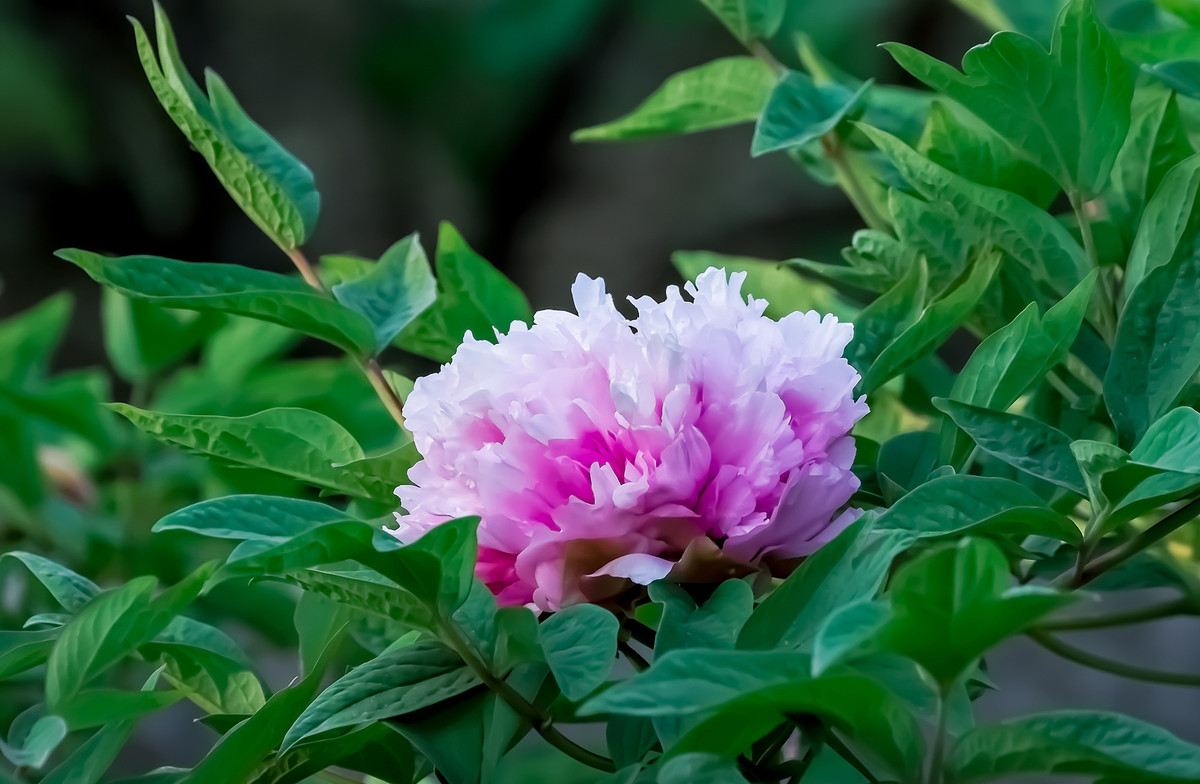 #ZOL月赛-春暖花开# 牡丹花