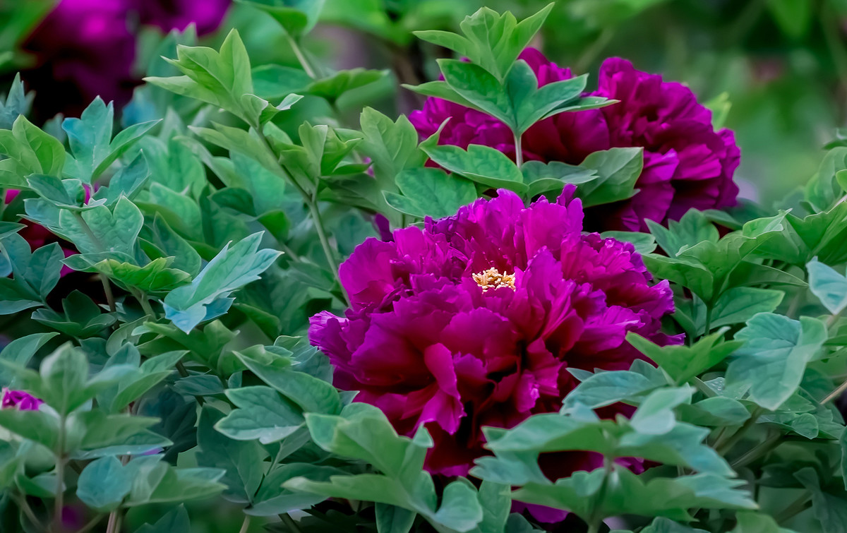 #ZOL月赛-春暖花开# 牡丹花