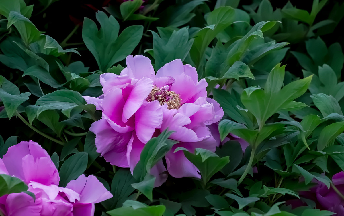 #ZOL月赛-春暖花开# 牡丹花