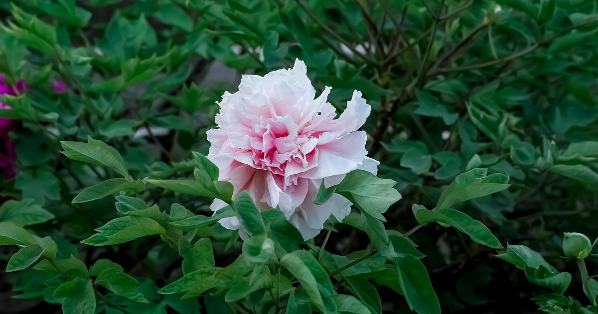 #ZOL月赛-春暖花开# 牡丹花