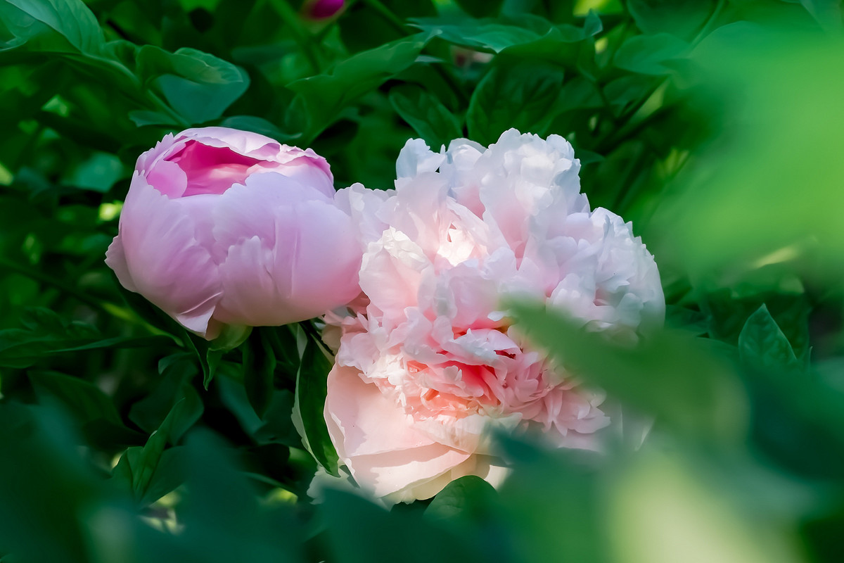 #ZOL月赛-春暖花开# 牡丹花