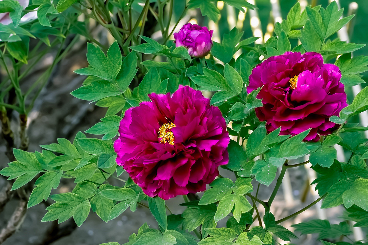 #ZOL月赛-春暖花开# 牡丹花