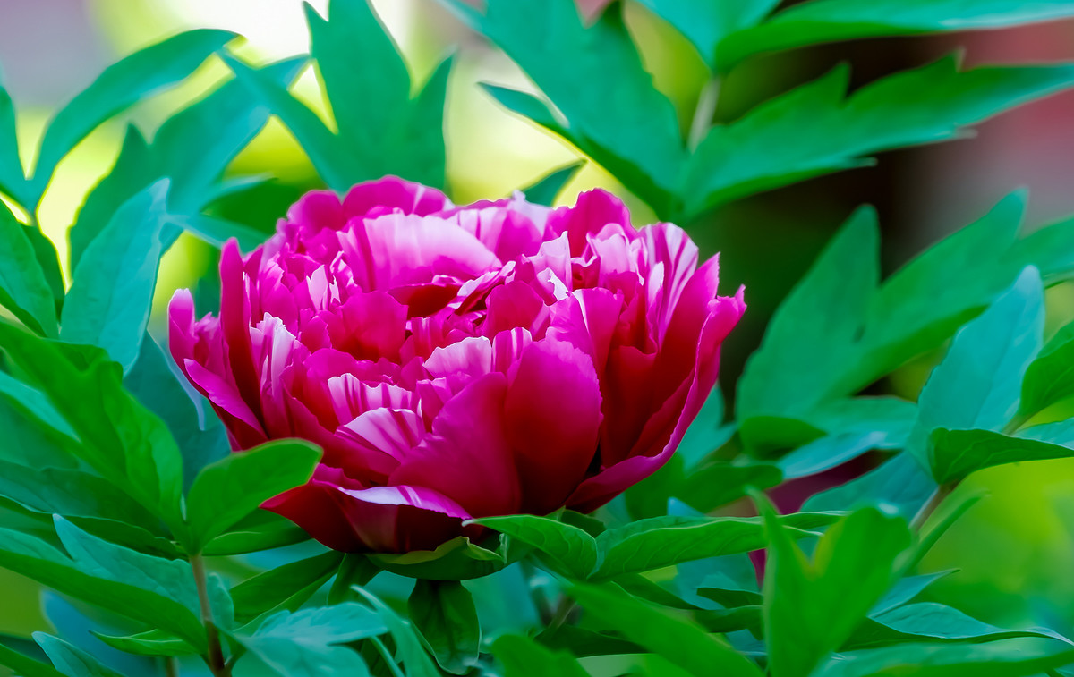 #ZOL月赛-春暖花开# 牡丹花