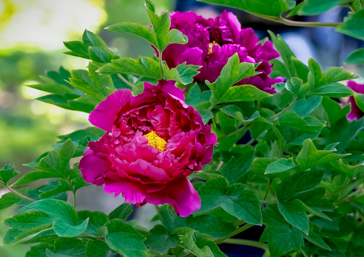 #ZOL月赛-春暖花开# 牡丹花