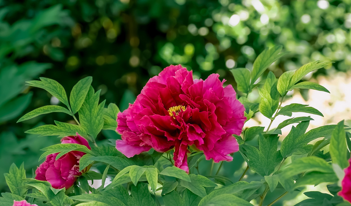 #ZOL月赛-春暖花开# 牡丹花