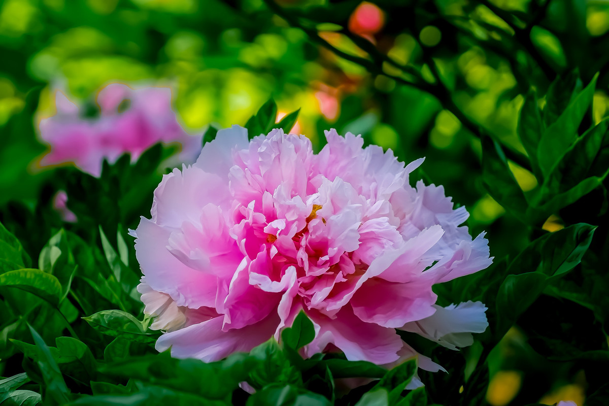 #ZOL月赛-春暖花开# 牡丹花