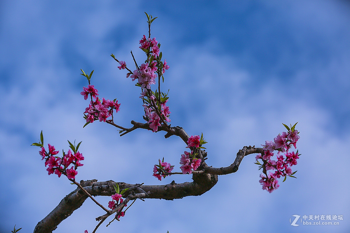 #佳能月赛--人间四月天#颜色桃花红
