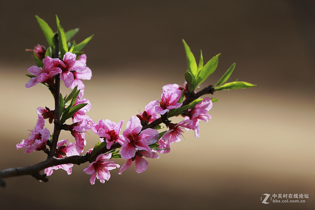 #佳能月赛--人间四月天#颜色桃花红