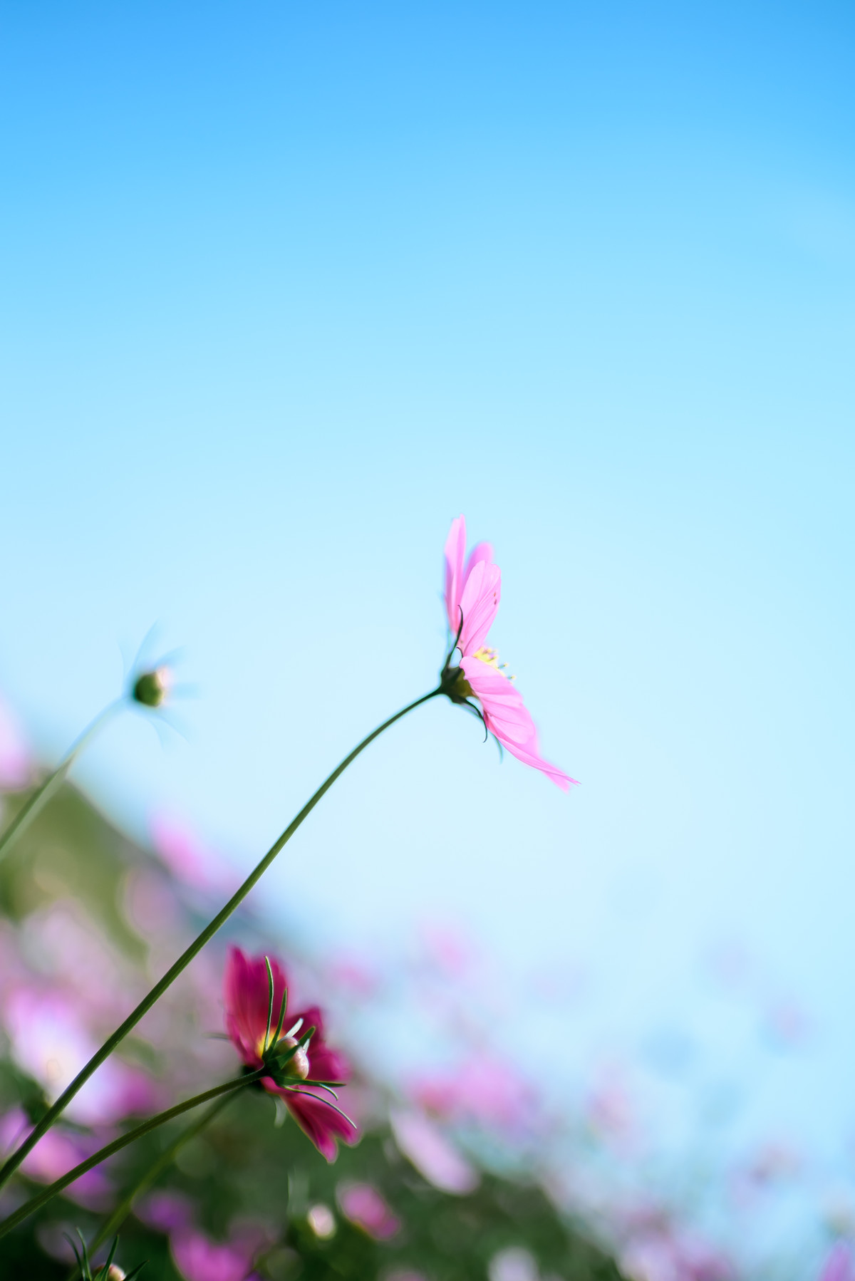 35 1.8g ed拍波斯菊一组