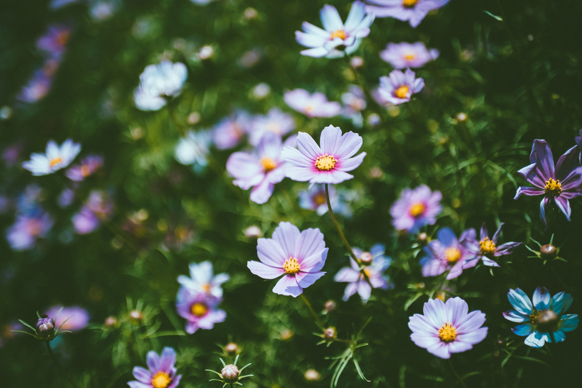 35 1.8g ed拍波斯菊一组
