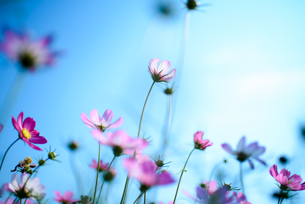 35 1.8g ed拍波斯菊一组