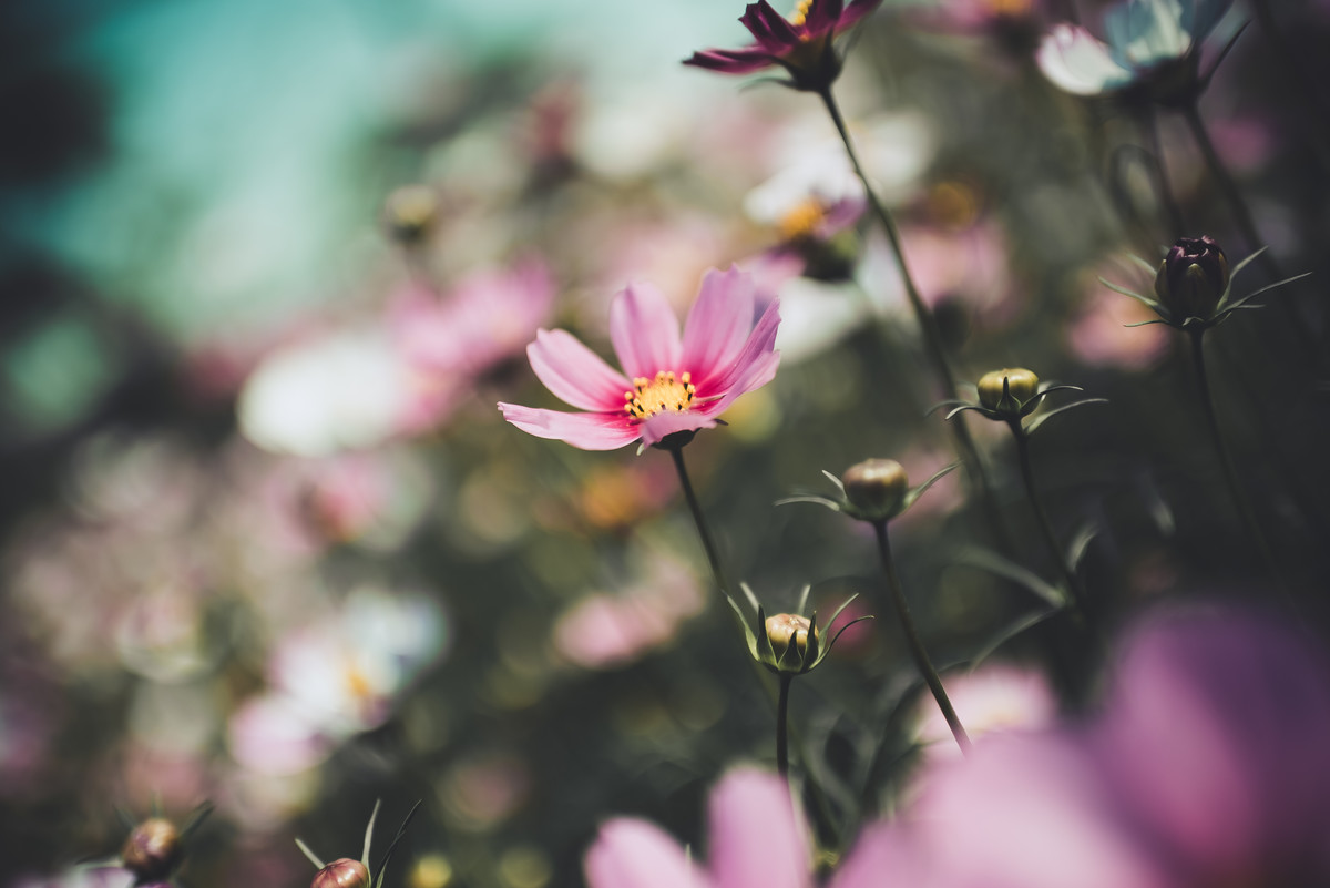 35 1.8g ed拍波斯菊一组