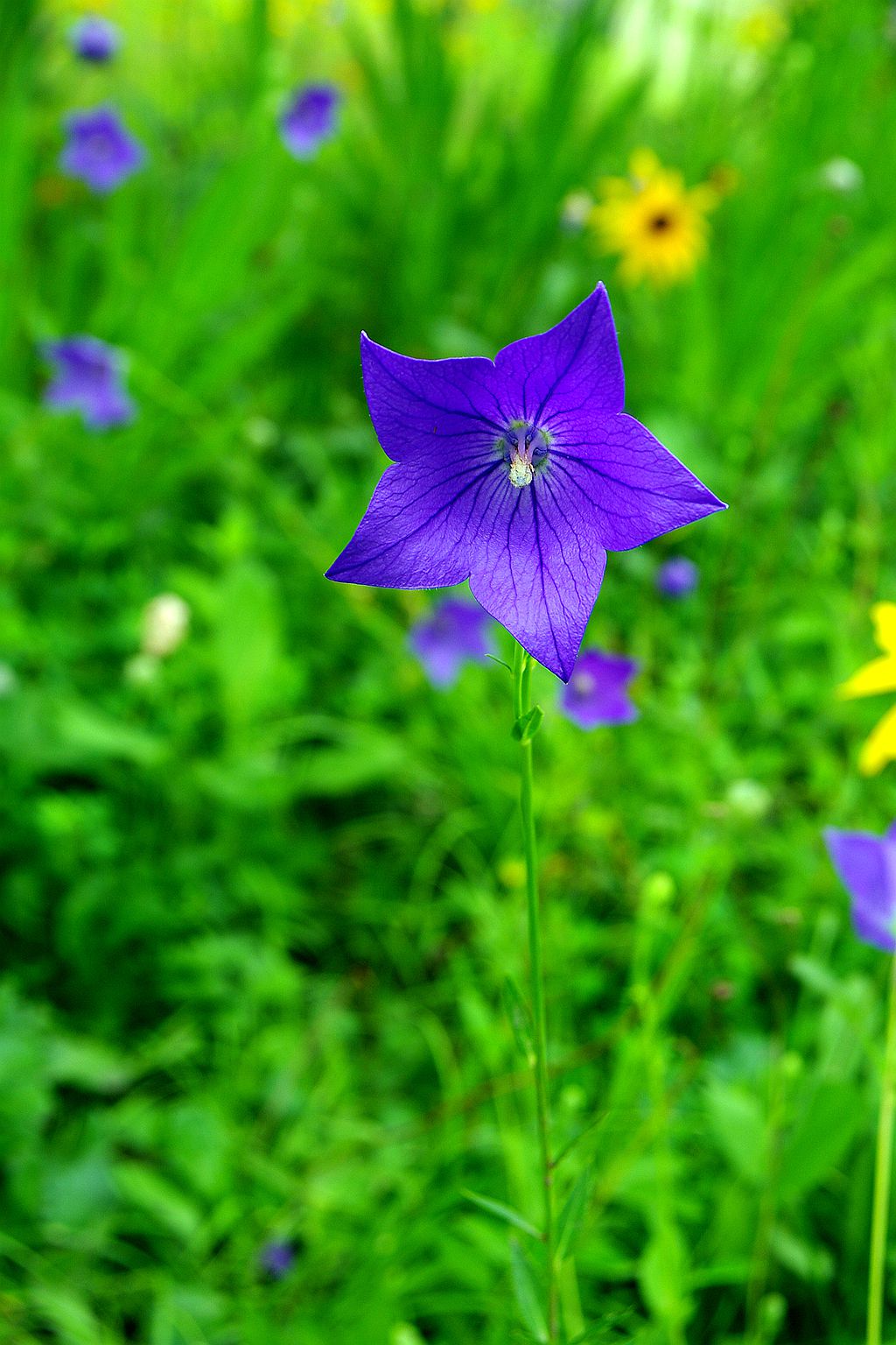 库存片——2016年沈阳北陵公园的影像记录（DA16  45试镜片 ）