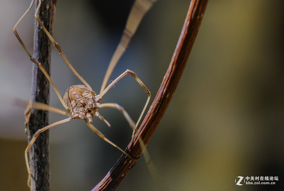 #版主坐堂#小五星空(中国)2017年9月精品荟萃