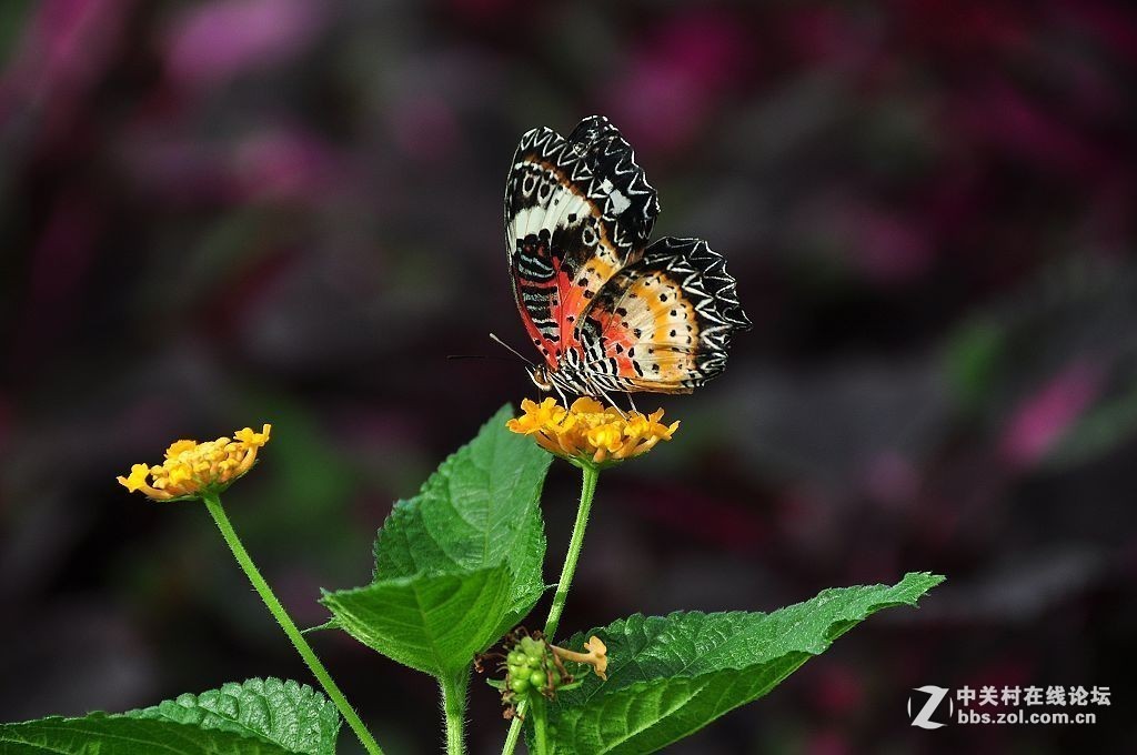 #版主坐堂#小五星空(中国)2017年9月精品荟萃