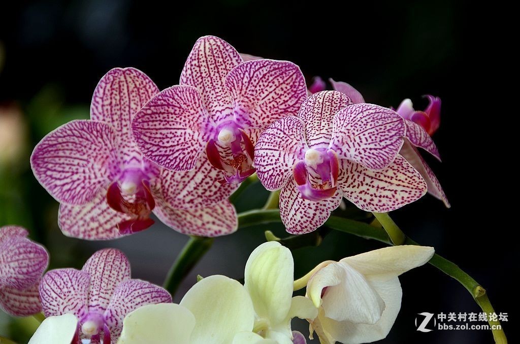 #版主坐堂#小五星空(中国)2017年9月精品荟萃