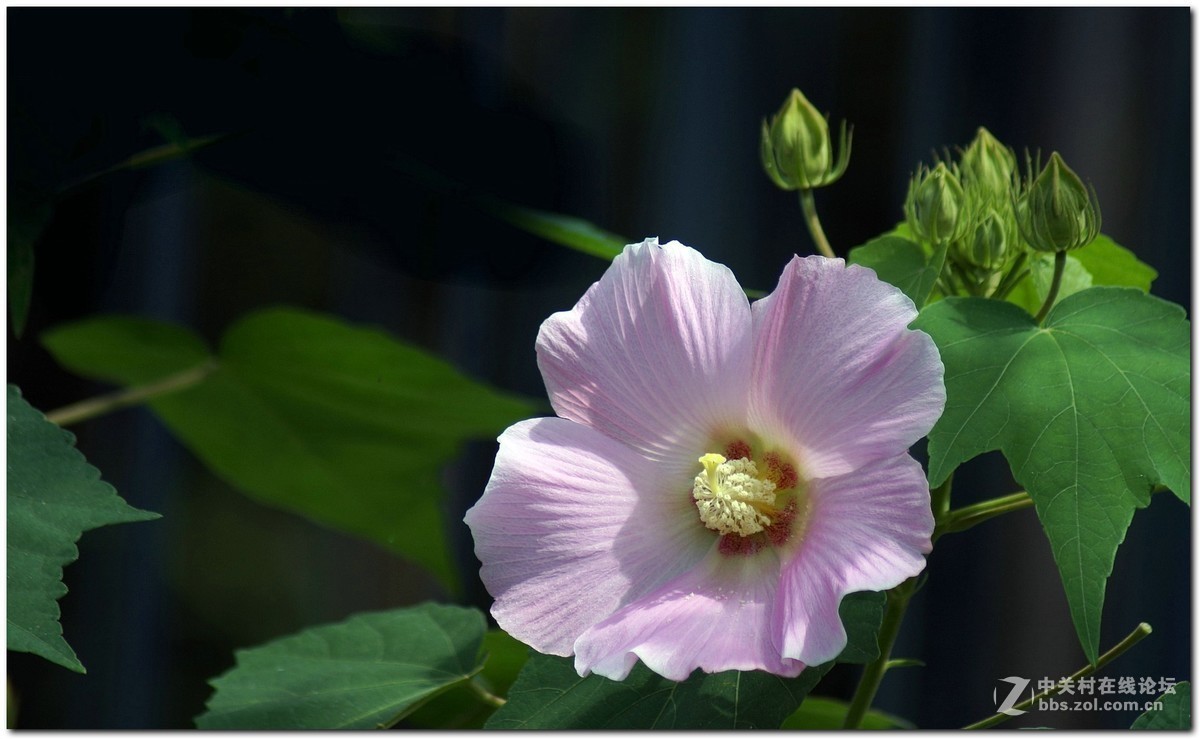 #版主坐堂#小五星空(中国)2017年9月精品荟萃