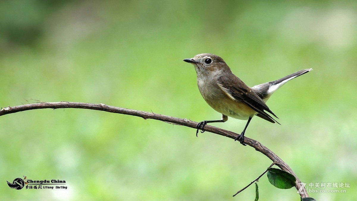 #版主坐堂#小五星空(中国)2017年9月精品荟萃