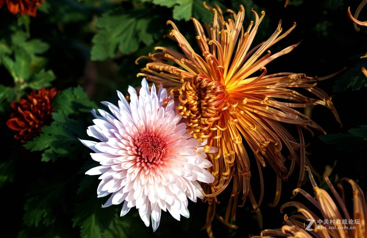 瑶山菊展一一踏遍青山人未老，风景这边独好。