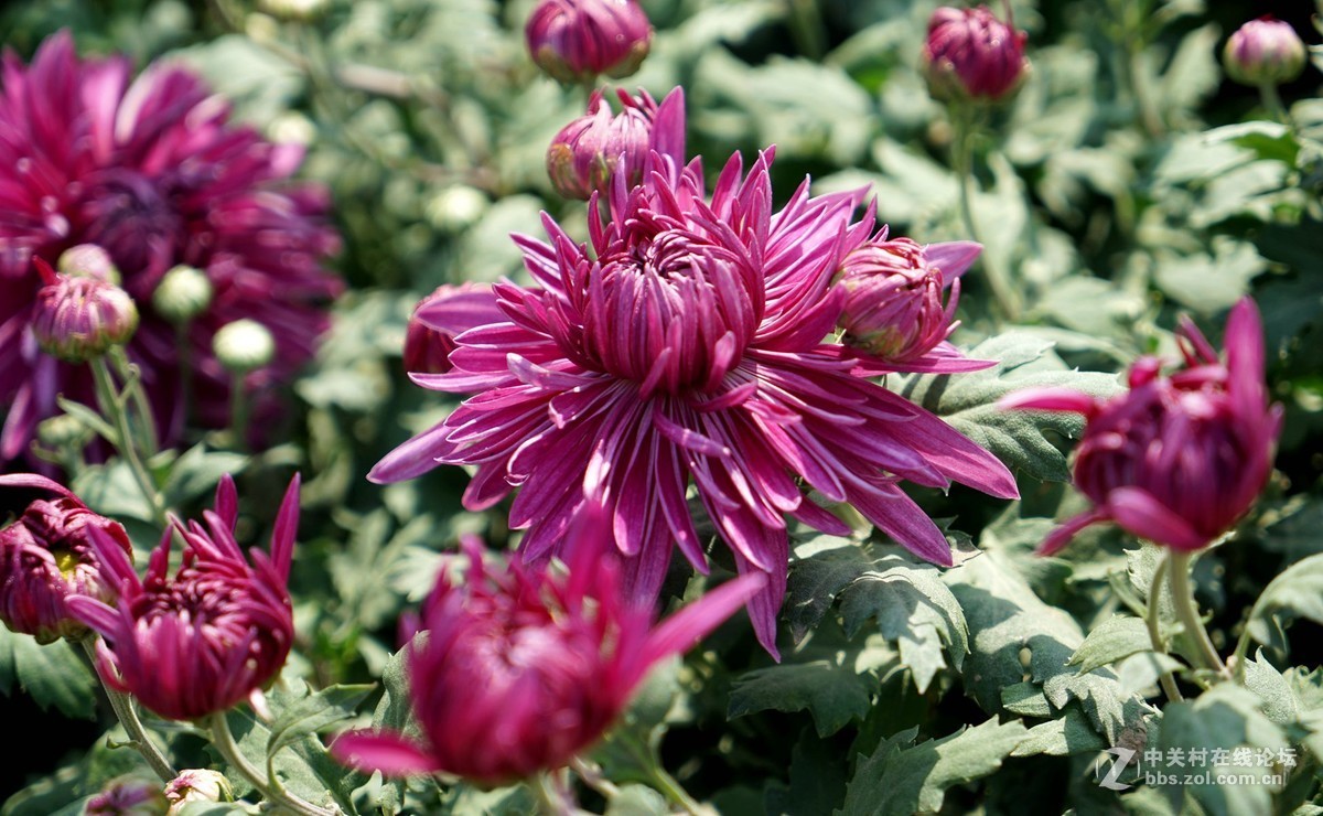 瑶山菊展一一踏遍青山人未老，风景这边独好。