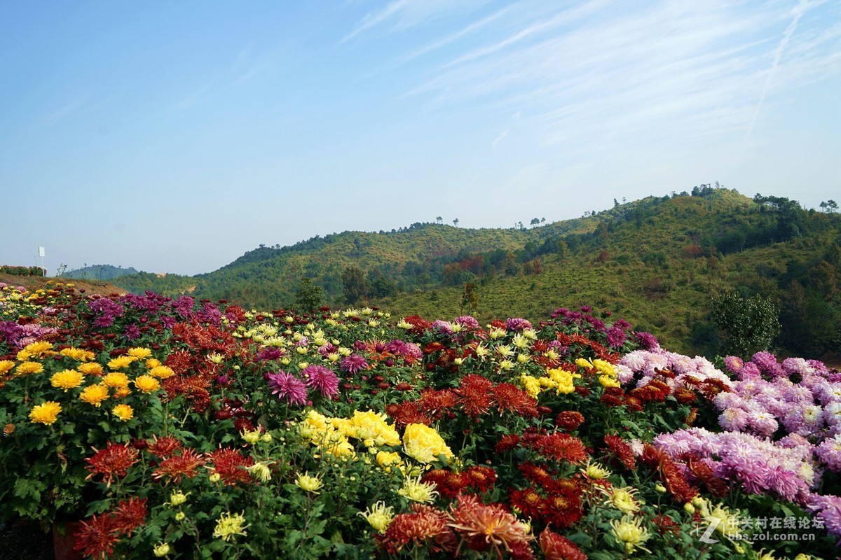 瑶山菊展一一踏遍青山人未老，风景这边独好。