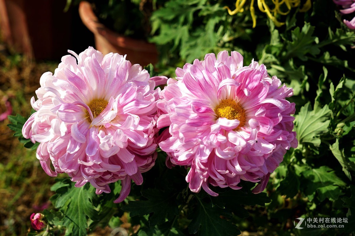 瑶山菊展一一踏遍青山人未老，风景这边独好。