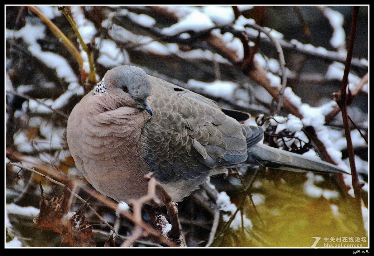 【斑鸠】-中关村在线摄影论坛