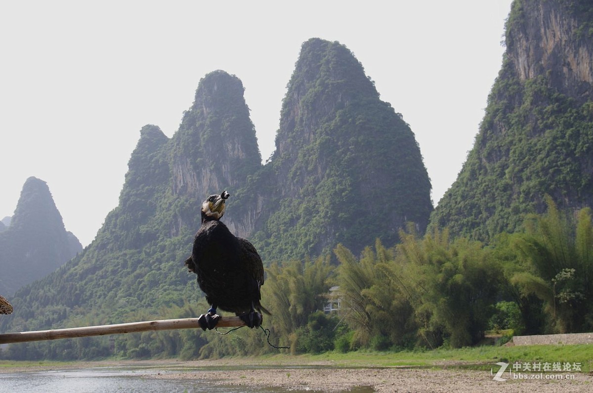 『被套住嘴绑住腿的鱼鹰』123...15P