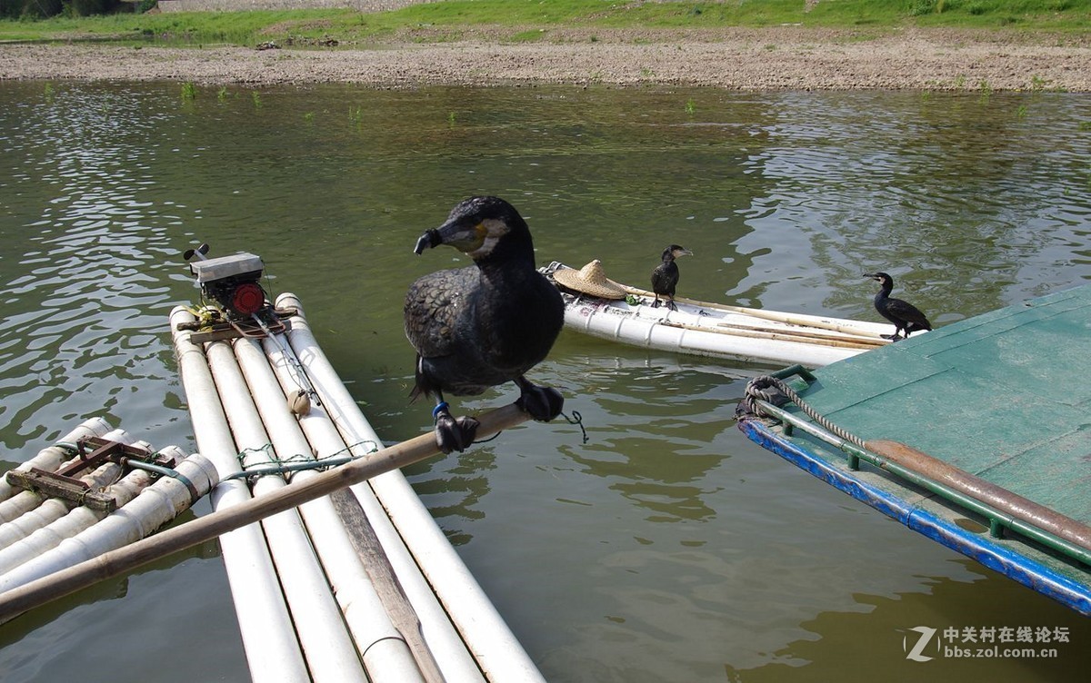 『被套住嘴绑住腿的鱼鹰』123...15P