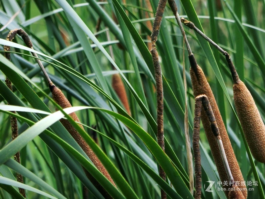 水烛（毛蜡烛）