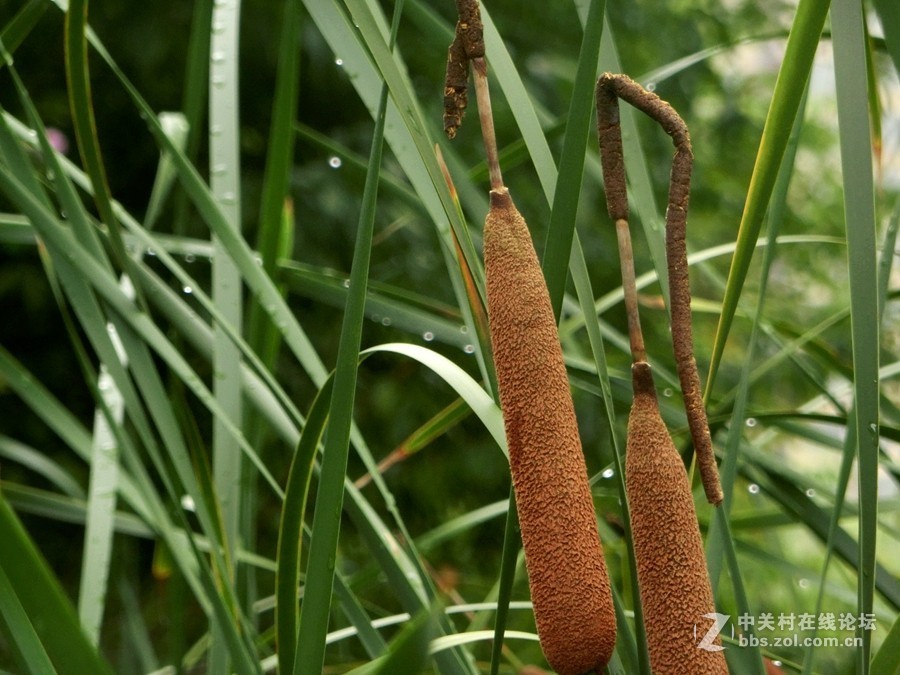 水烛（毛蜡烛）