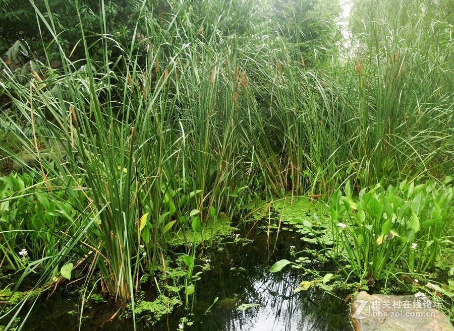 水烛（毛蜡烛）