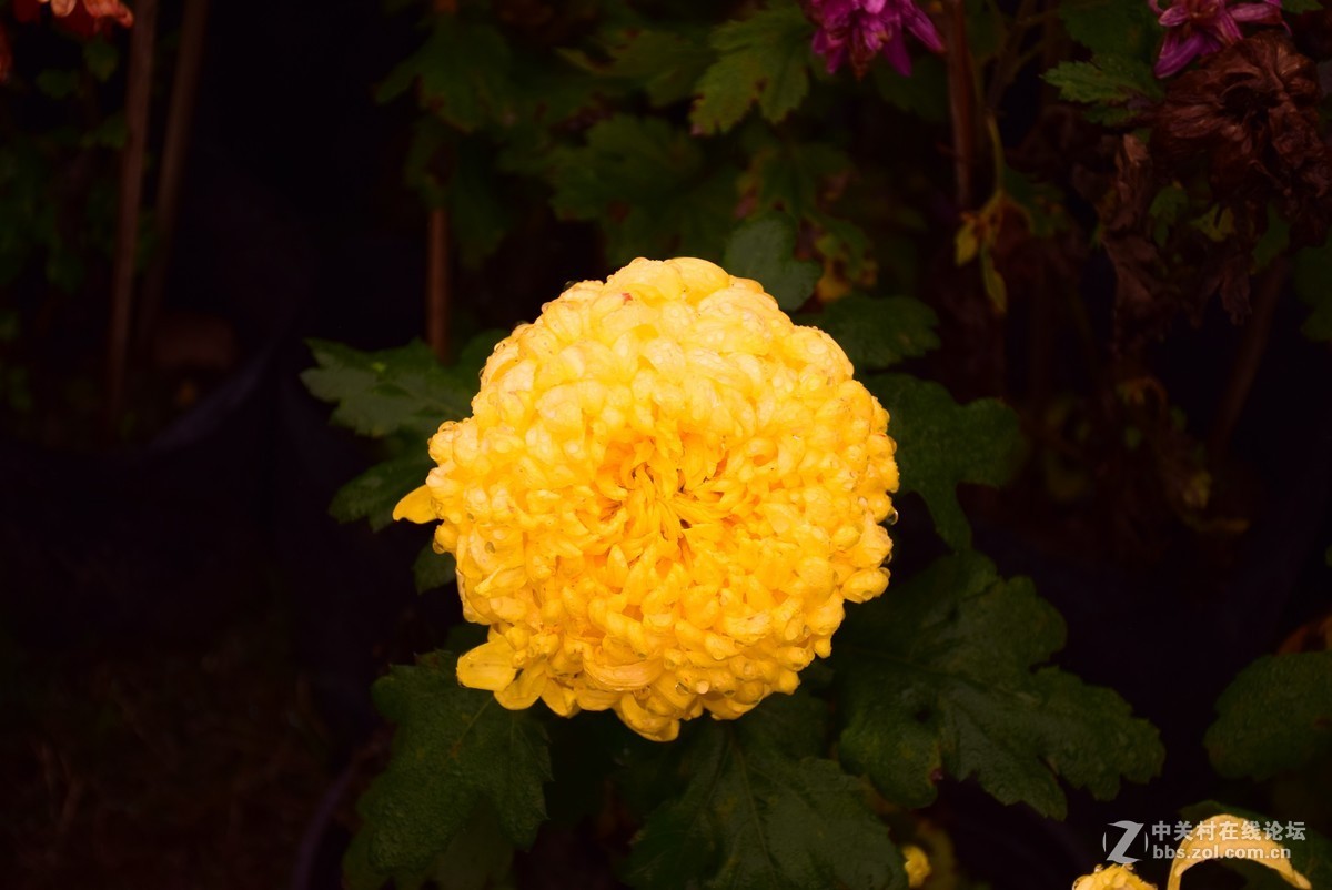 刚学两天公园随拍！