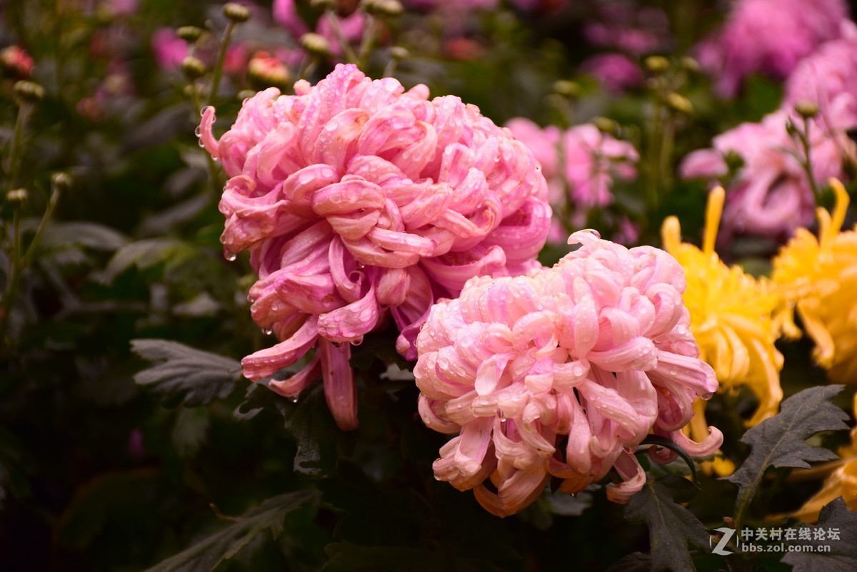 刚学两天公园随拍！