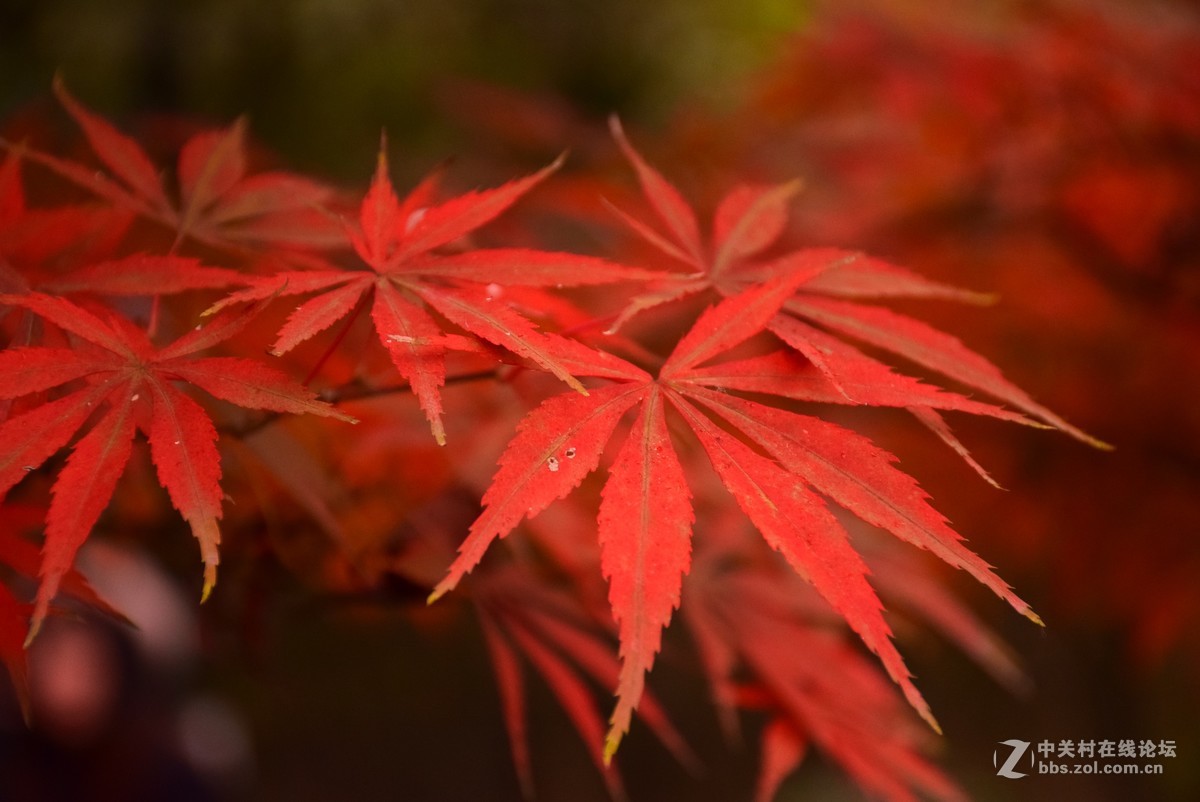 刚学两天公园随拍！