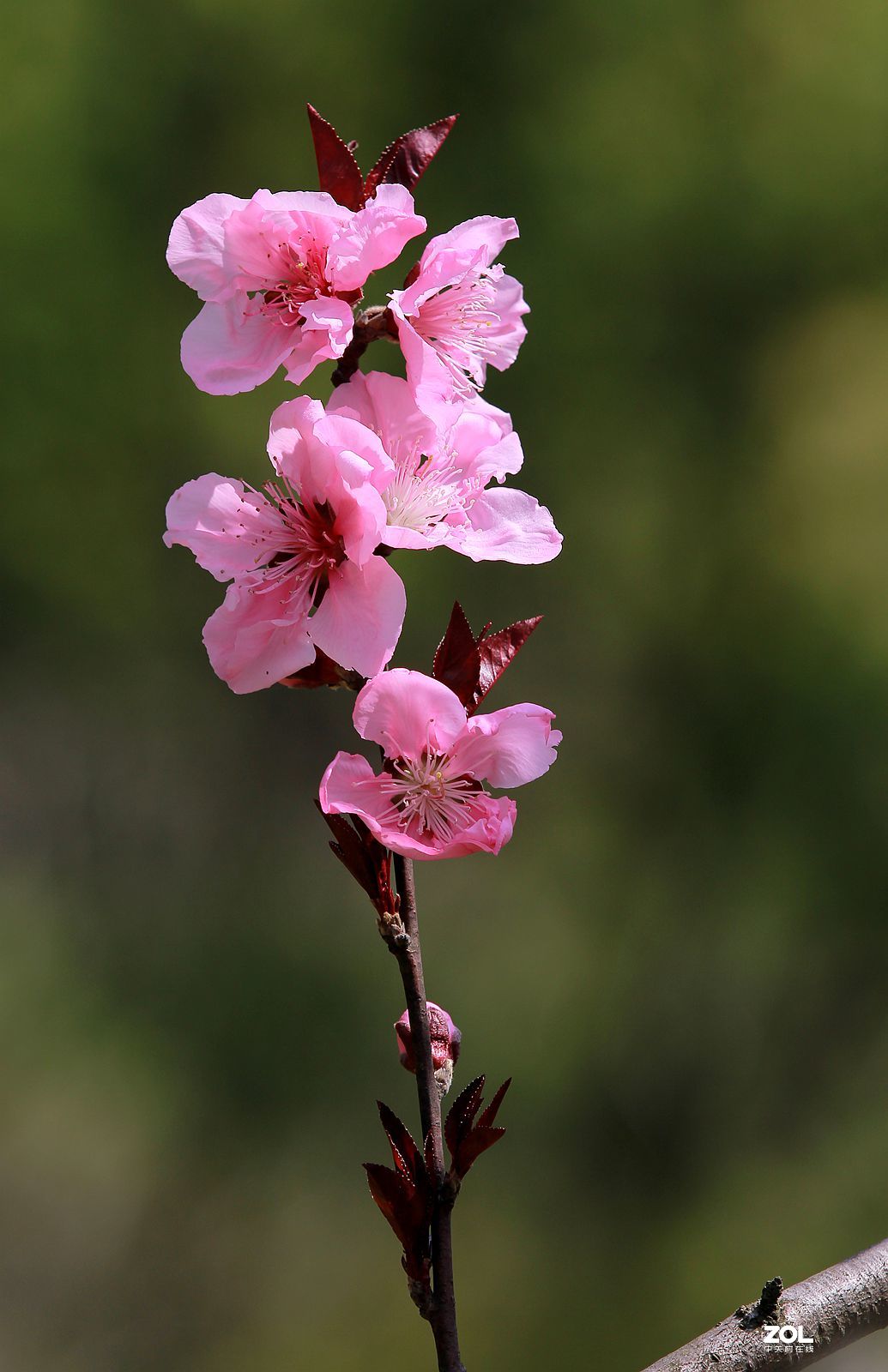 桃花朵朵开(7)-中关村在线摄影论坛