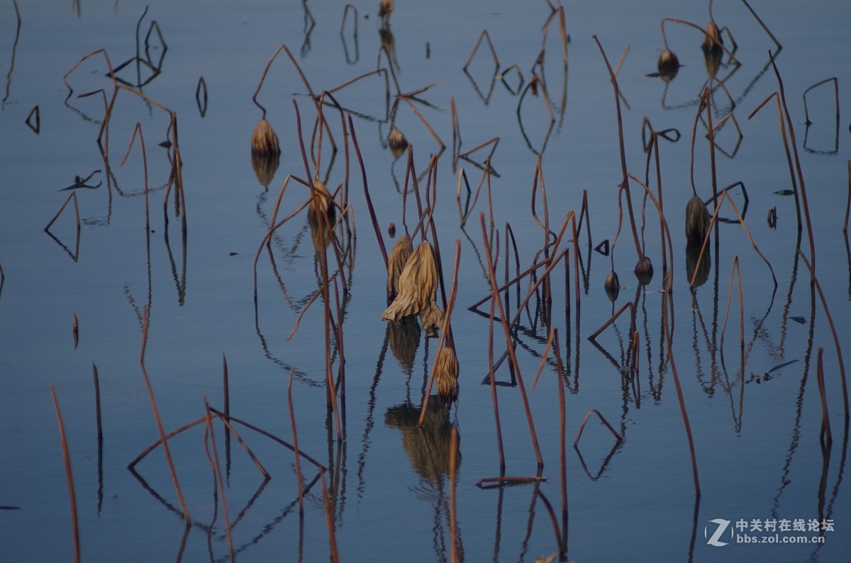 有40年历史，宾得老镜头拍摄，的照片，